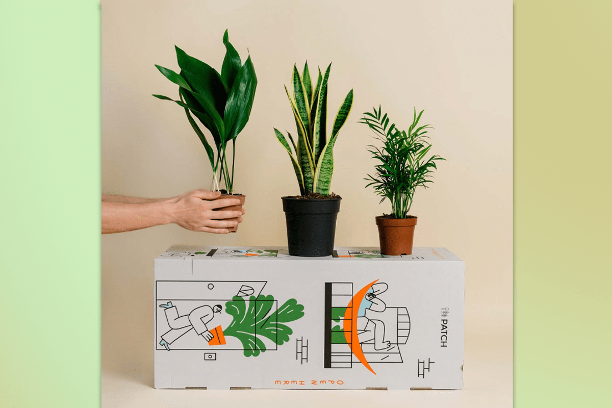 Best places to buy plants 2025: Online garden centres and nurseries with home delivery