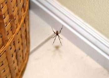Hack to keep spiders out of house ‘1,000% works’ and only takes seconds