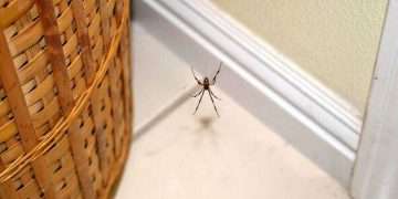 Hack to keep spiders out of house ‘1,000% works’ and only takes seconds