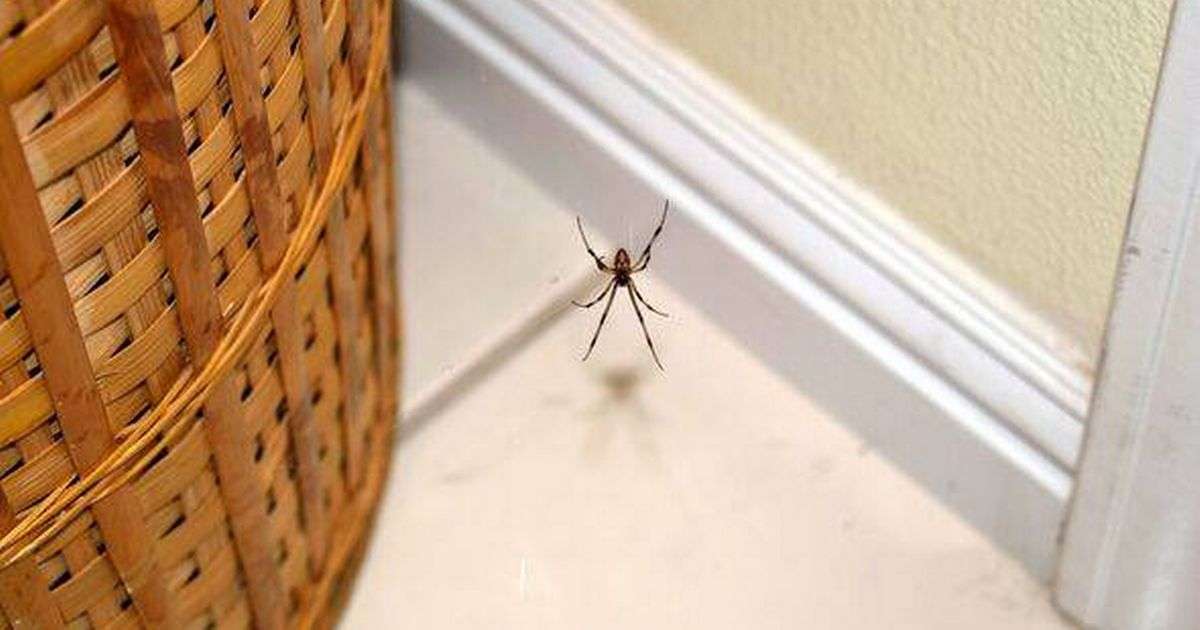 Hack to keep spiders out of house ‘1,000% works’ and only takes seconds