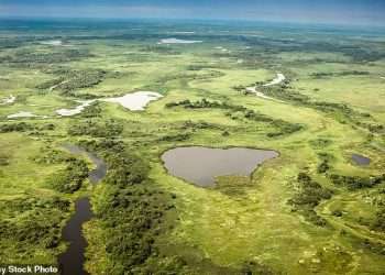I stayed in Brazil’s Pantanal, where you can see the world’s biggest jaguars and largest flying parrots
