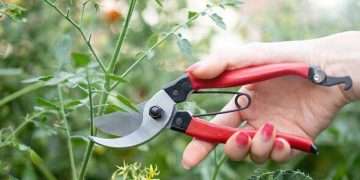 Prune these three plants in April for a beautiful display of flowers this summer time