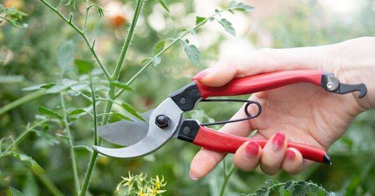 Prune these three plants in April for a beautiful display of flowers this summer time