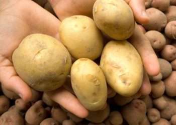 Best place to store potatoes for extended freshness – and it’s not in your kitchen