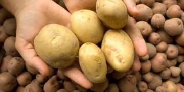 Best place to store potatoes for extended freshness – and it’s not in your kitchen