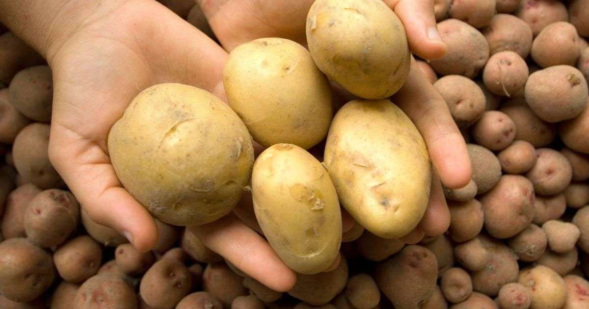Best place to store potatoes for extended freshness – and it’s not in your kitchen