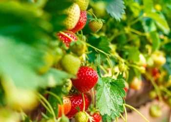 Gardener shares one tip for growing tastier strawberries this summer