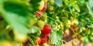 Gardener shares one tip for growing tastier strawberries this summer