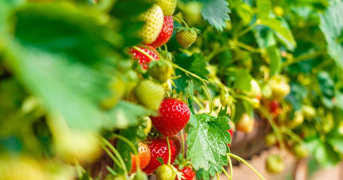 Gardener shares one tip for growing tastier strawberries this summer