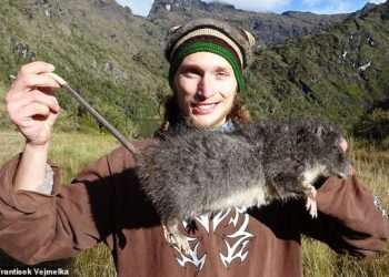 Giant RATS three times the size of standard rodents are discovered: Enormous vermin have sharp incisors, thick fur and 3-inch paws, scientists warn