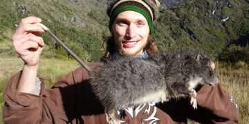 Giant RATS three times the size of standard rodents are discovered: Enormous vermin have sharp incisors, thick fur and 3-inch paws, scientists warn