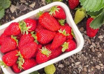 Real reason British strawberries will taste very different this summer