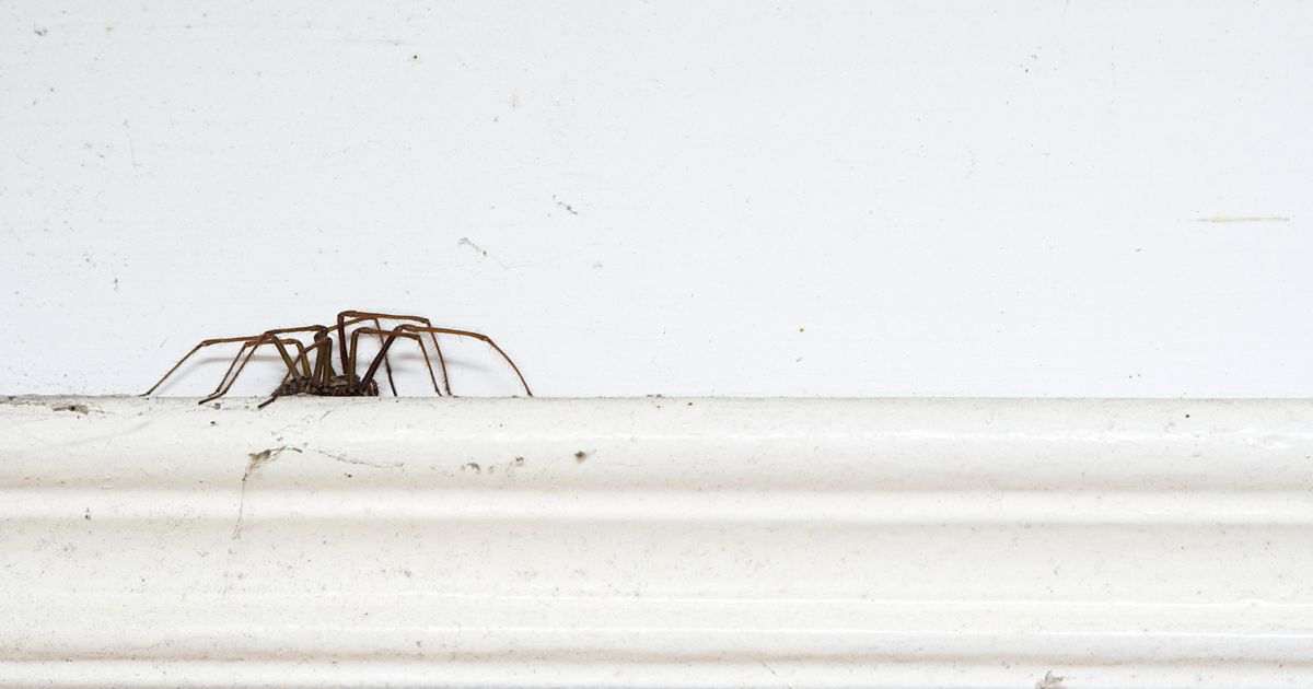 Amazon’s £10 natural spray ‘repels 65 insects’ including spiders and flies