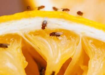 Brits must add one 52p ingredient to fruit bowls to keep common pest away