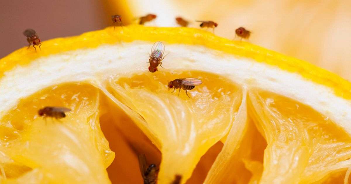 Brits must add one 52p ingredient to fruit bowls to keep common pest away
