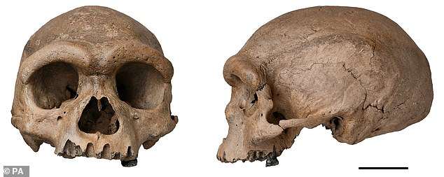 Scientists SOLVE the mystery of the ‘Dragon Man’: Ancient skull is first ever found from lost group of ancient humans that lived 217,000 years ago