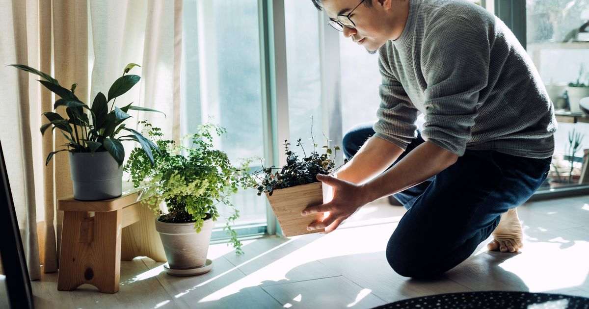 Gardener’s simple trick to keep plants watered while you’re on holiday using one item