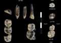 Missing chapter of human evolution revealed in 2.8-million-year-old teeth