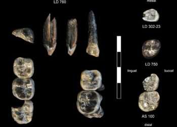 Missing chapter of human evolution revealed in 2.8-million-year-old teeth