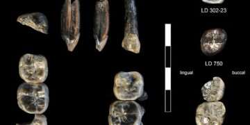 Missing chapter of human evolution revealed in 2.8-million-year-old teeth