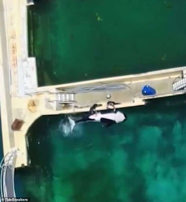Outrage as ‘disturbing’ video shows adolescent orca being ‘stimulated’ by trainers to prevent inbreeding at closed-down French marine park