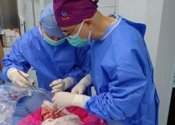 Scientists transplant a PIG lung into a human in world-first op: Organ remains viable for 9 days – paving the way for cross-species transplantation