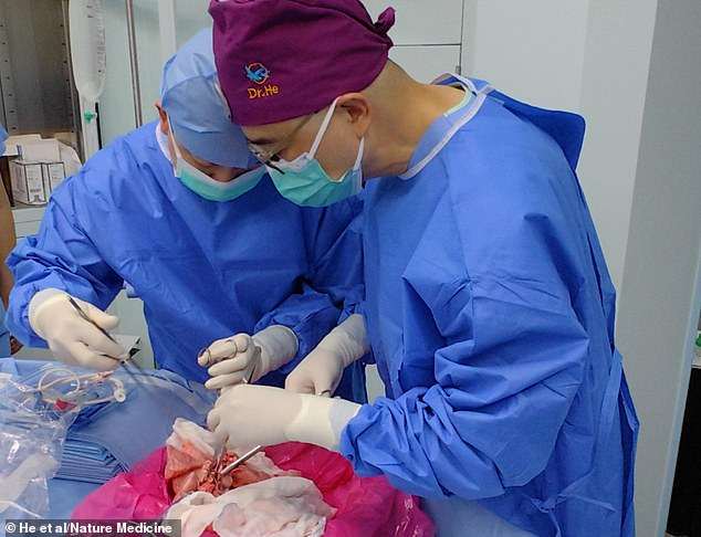 Scientists transplant a PIG lung into a human in world-first op: Organ remains viable for 9 days – paving the way for cross-species transplantation