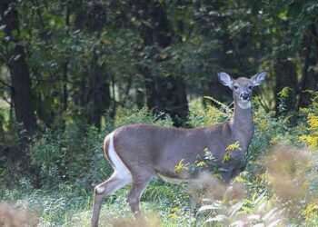 Deadly outbreak carried by invisible killers is wiping out animals in eastern US as crucial meat warning issued