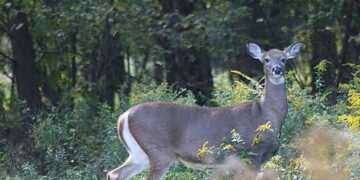 Deadly outbreak carried by invisible killers is wiping out animals in eastern US as crucial meat warning issued