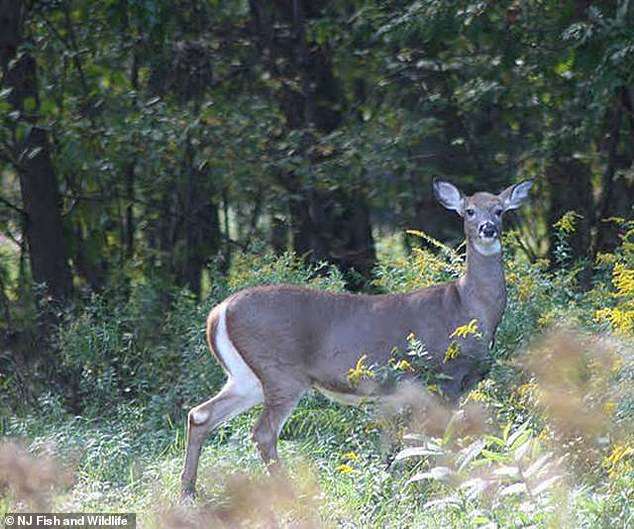 Deadly outbreak carried by invisible killers is wiping out animals in eastern US as crucial meat warning issued