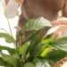 Peace lilies won’t develop brown leaves if 1 autumn task is done this month