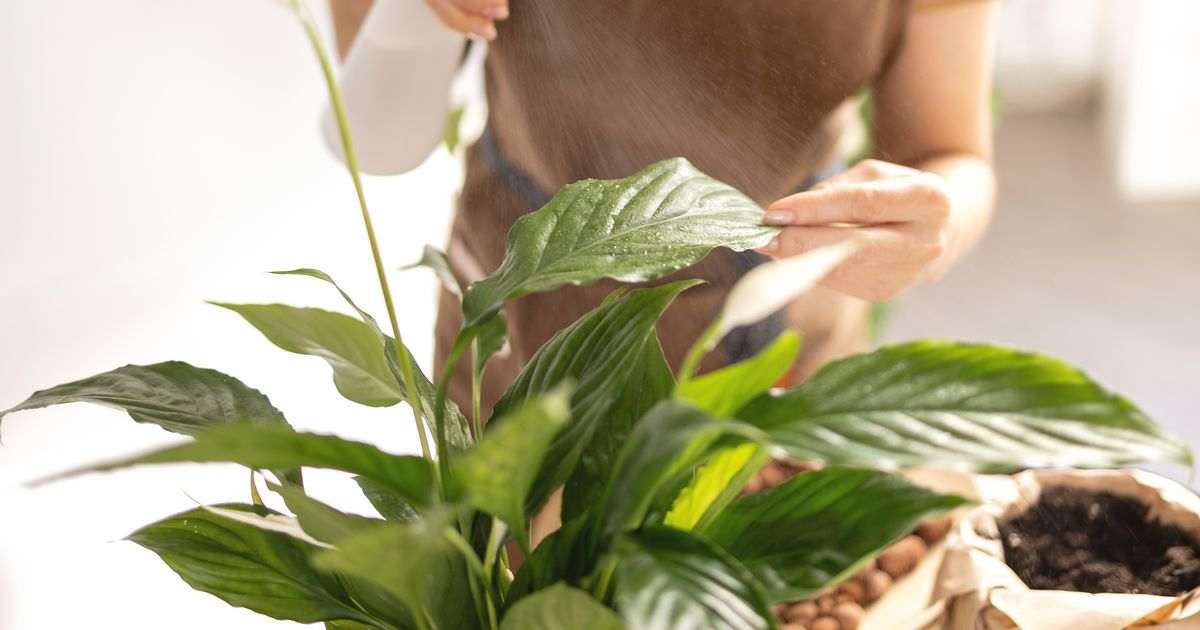 Peace lilies won’t develop brown leaves if 1 autumn task is done this month