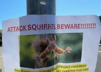 Squirrels are attacking unsuspecting Californians in bloody rampage
