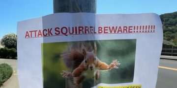 Squirrels are attacking unsuspecting Californians in bloody rampage