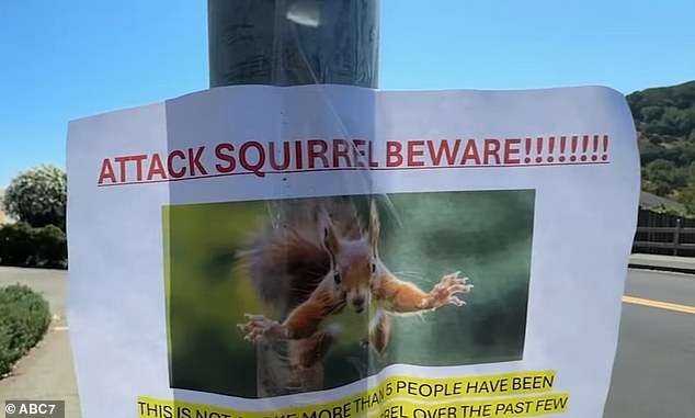Squirrels are attacking unsuspecting Californians in bloody rampage