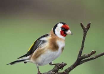 Goldfinches will be attracted to your garden in winter by planting 1 flower they love