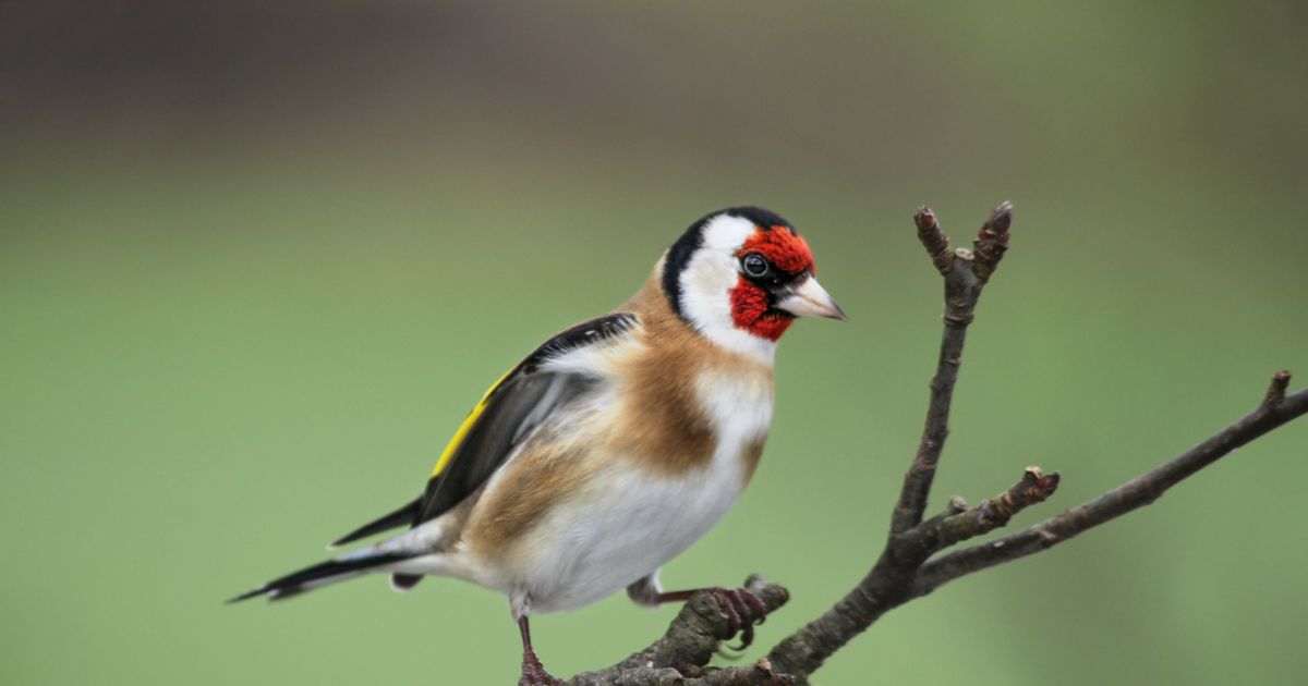 Goldfinches will be attracted to your garden in winter by planting 1 flower they love