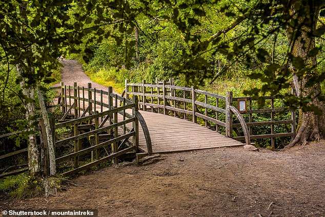 Inside the birthplace of Winnie the Pooh – where to visit the real Hundred Acre Wood