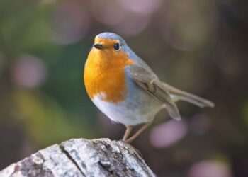 Robins will come to your garden all year if you plant one bulb in the borders