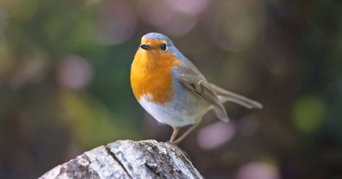 Robins will come to your garden all year if you plant one bulb in the borders
