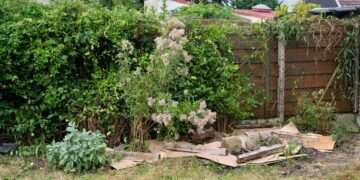 People urged to put cardboard in their gardens this November