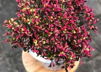 Arthritis breakthrough as experts find herbal remedy has powerful pain relieving properties