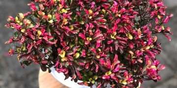 Arthritis breakthrough as experts find herbal remedy has powerful pain relieving properties