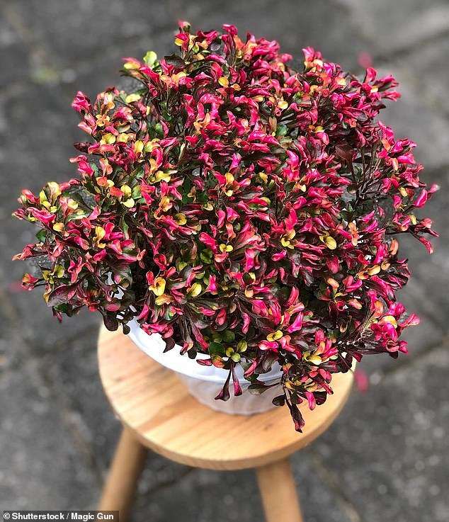 Arthritis breakthrough as experts find herbal remedy has powerful pain relieving properties