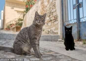 The Greek island offering free accommodation to look after rescued cats