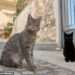 The Greek island offering free accommodation to look after rescued cats