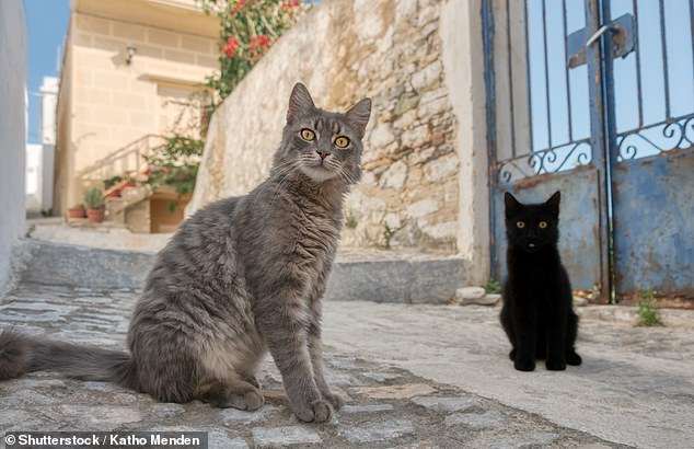 The Greek island offering free accommodation to look after rescued cats