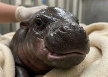 Joy the Smiling Hippo Will Delight Visitors at London Zoo
