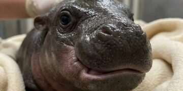 Joy the Smiling Hippo Will Delight Visitors at London Zoo