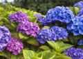Expert tells gardeners February is ‘last opportunity’ in warning over hydrangeas